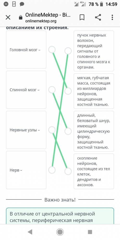 Соотнеси части нервной системы с описанием их строения. пучок нервных волокон, передающийГоловной мо