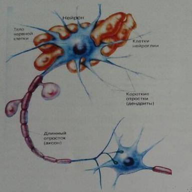 Как называются компоненты нейрона. 1. По рисунку определите, 1. 2. 3. 4. 5.