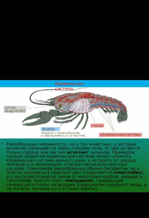 Сердце рака содержит 1. Только венозную гемолимфу 2. Только артериальную гемолимфу 3. Смешанную ге