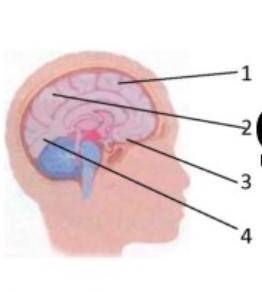 1.Рассмотри рисунок Подпиши 2 доли головного мозга. 2.Какая часть мозга больше других усложнилась в