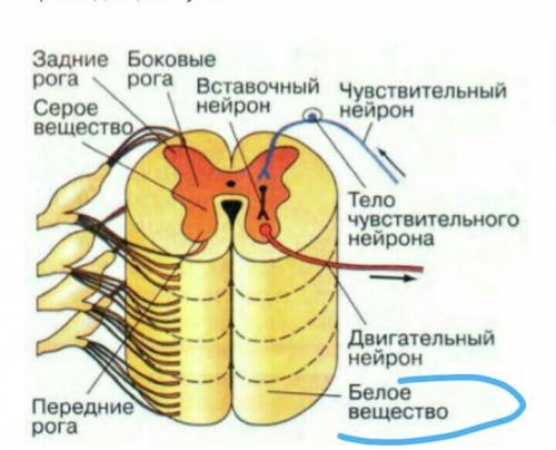 Функции корешков спинномозговых нервов белого вещества головного мозга​