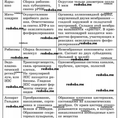 Охарактеризуйте органойды цитоплазмы и их значение в жизни деятельности клетки (функции)?​