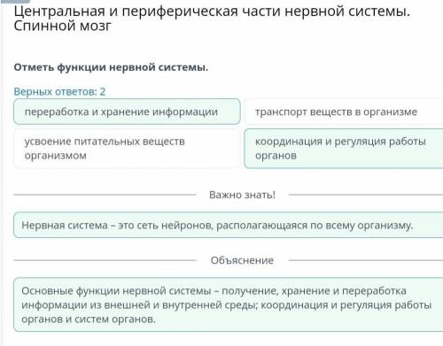 Центральная и периферическая части нервной системы. Спинной мозг отметь функции нервной системы верн