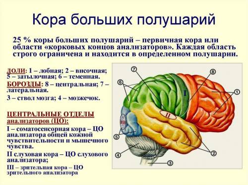 Опишите особенности строения и функции долей коры больших полушарий. представьте данные в виде табли