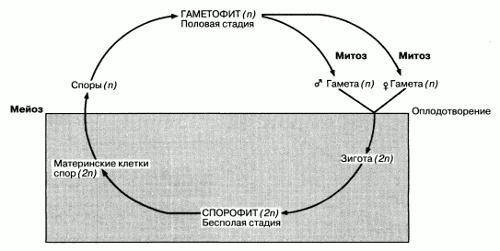 краткое содержание размножение споровых растений ​