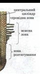 Пояснити взаємозв'язок будови корення з його функціями??? будь ласка​