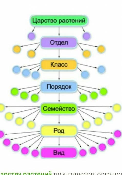 Назовите систематические единицы по последовательности​