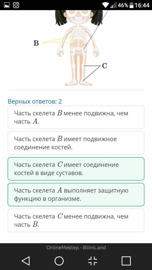 Используя рисунок, определи верные утверждения о строение скелета