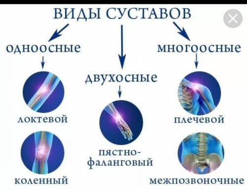 Нужны знающие биологию люди! Дайте характеристику суставу: