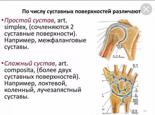 Нужны знающие биологию люди! Дайте характеристику суставу: