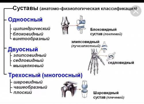 Нужны знающие биологию люди! Дайте характеристику суставу: