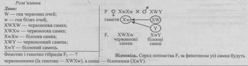 Ген забарвлення очей у мухи дрозофіли міститься в Х-хромосомі. Ген червоних (нормальних) очей (W) до