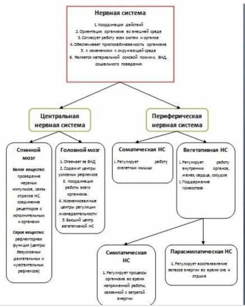 Заполните схему функции нервной системы​