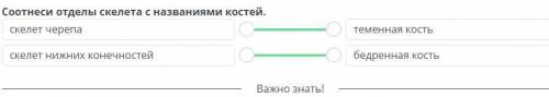 Соотнеси отдела скелета с названиями костей. скелет черепа скелет нижних конечностей теменная часть