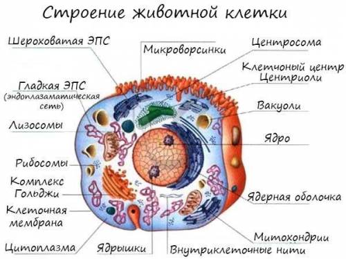 Основные компоненты клетки​