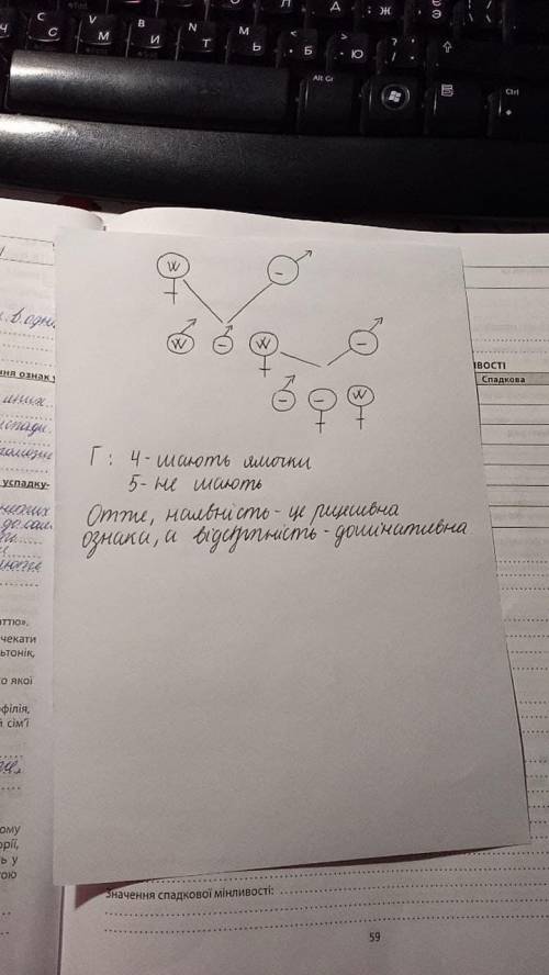 Створіть схему родоводу за умовою задачі. «Пробанд – дівчинка, яка має симпатичні ямки на щоках. Бра