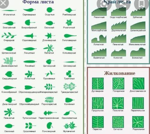 Тип листьев ландыша? (сложный или простой)​