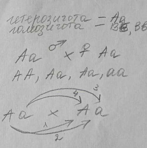 Генотип гетерозиготного организма первого поколения А) ВВ В) Аа С) АА D) аа ответы: 1 , 2, 3, 4