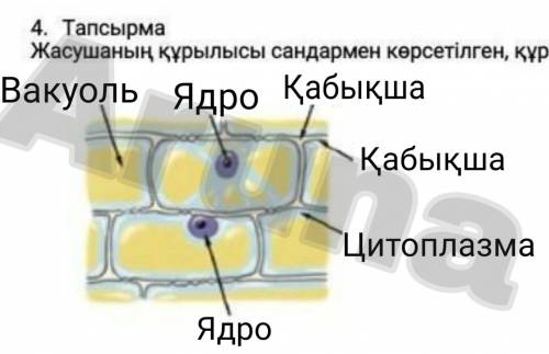 Жасушаның құрылысы сандармен көрсетілген, құрылысын сипаттап жазындар 1 2 3 4 5 6​