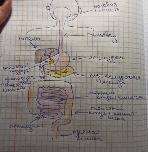 (б) Нарисуйте схему органов пищеварения.​