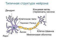 укажите что показано под буквой С в клетке нейрона а дендрит в аксон с тело D. ядро b) какова функци