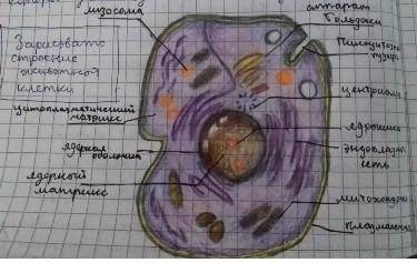 Нарисуйте, и опишите строение клетки для соч даю