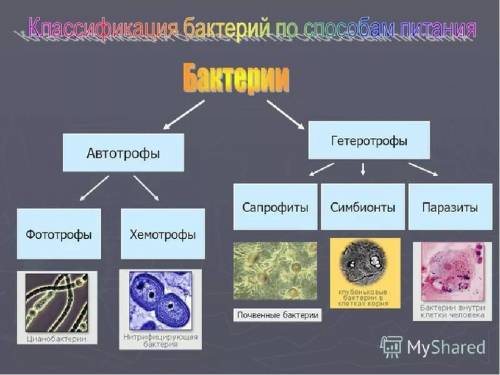 Опишите органы пищеварения в человеческом теле.​