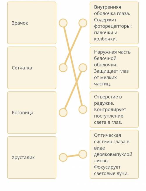 Соотнесите составные части органа зрения с их функциямиКоличество связей: 4ЗрачокВнутренняяоболочка