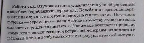 Установіть правильну послідовність прямування звукових коливань через структури слухової сенсорної с