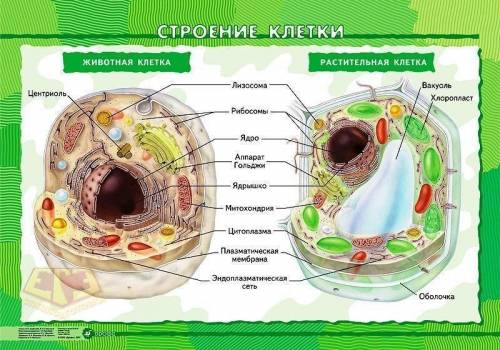 по естествознанию СОЧ 1 задание