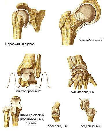 Приведите пример шаровидного сустава￼