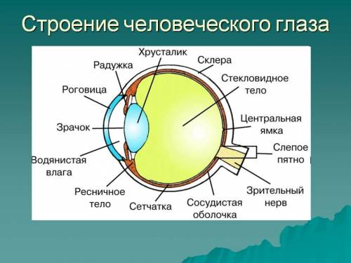 1 Назовите части глаза, обозначенныецифрами 1, 5, 7, 9 ​