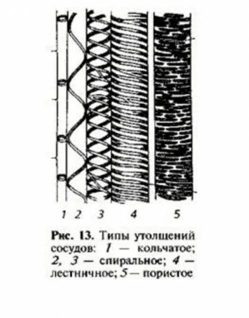 4. Как называется тип и видрастительной ткани, клетки которойизображены на рисунке? ​