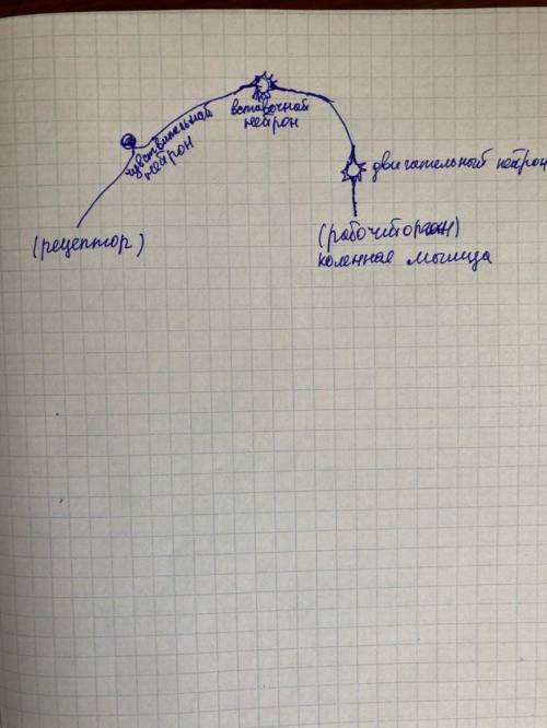 Начертите рефлекторную дугу коленного рефлекса ​