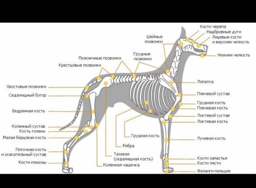 Рассмотрите строение собаки и назвать основные его части​