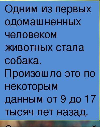 Небольшое сообщение на тему: История одомашнивания животных (5-8 строчек)Только адекватно, заранее