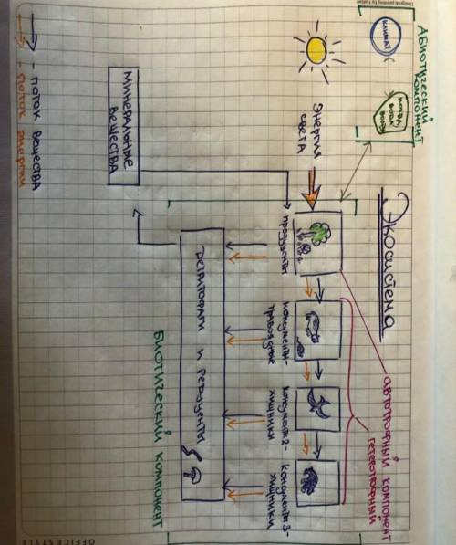 Графически представить взаимосвязь компонентов экосистем. Дополнить графическое представление взаимо