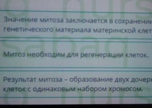 ОНЛАЙН мектеп Митоз. Мейоз. Биологическое значение митоза имейозаВыбери верное утверждение о митозе.