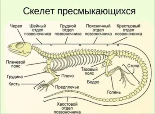 Розгляньте скелет ящірки. Знайдіть скелет голови (череп), скелет тулуба (хребет), парних кінцівок та