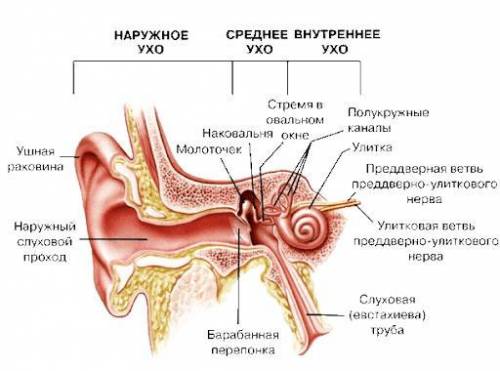 Что находится между внешним и средним ухом​