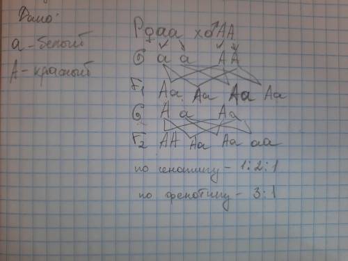 Який колір квiтiв буде у гібридів F1 гомозиготних білих та червоних тюльпанів, якщо білий колір -рец