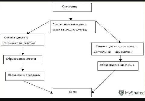 Используя рисунок, напишите этапы оплодотворения у цветковых растений.​