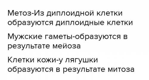 Установите соответствие: Количество соединений: 3МитозОбразуются в результате мейозаМужские гаметыУ