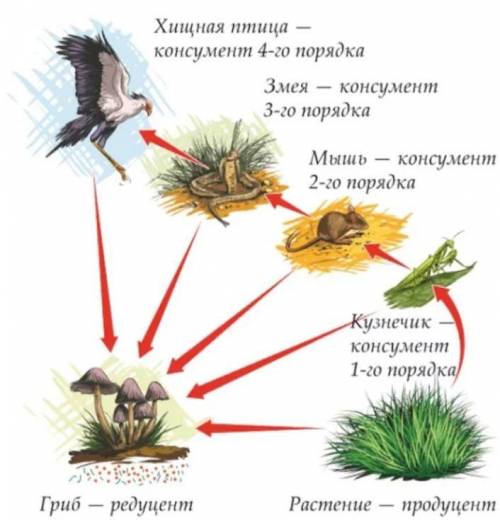 На рисунке показаны компоненты экосистемы Подпишите на рисунке производителя (продуцентов), деструкт