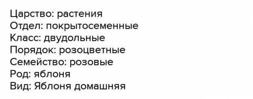 Выполните письменное задание Приведите классификацию Яблони домашней из рода Яблоня. К какому царств