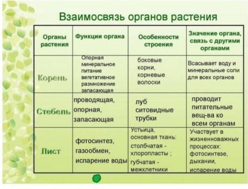 На примере растущего базилика расскажите о взаимосвязи органов растений