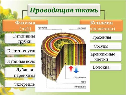 Передвижение воды в растениях происходит по водным сосудам которые находятся А) в древесине Б) в сед