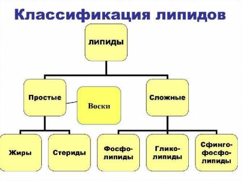 Используя учебный материал и дополнительную литературу заполните в тетради таблицу.Липиды