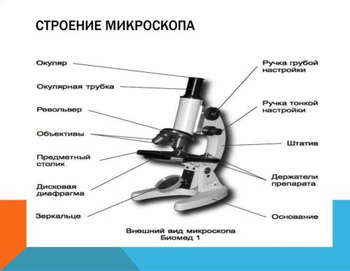 Какое строение у микроскопа? Обозначьте части микроскопа? И расскажите для чего каждая часть очень н