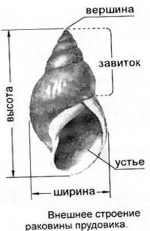 1. Розгляньте мушлю ставковика (чи іншого черевоногого молюска). Визначте її колір і виміряйте довжи